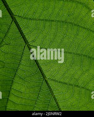 closeup photo of plant leaf veins Stock Photo