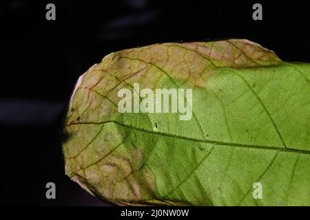 closeup photo of plant leaf veins Stock Photo
