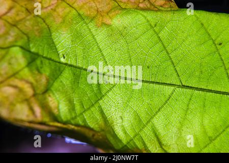 closeup photo of plant leaf veins Stock Photo