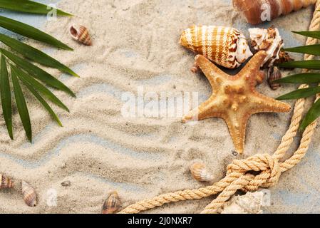 Shells starfish sand. High quality and resolution beautiful photo concept Stock Photo