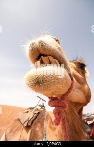Closeup photo of a camel in a desert near the village of Mhamid in Morocco, Africa Stock Photo
