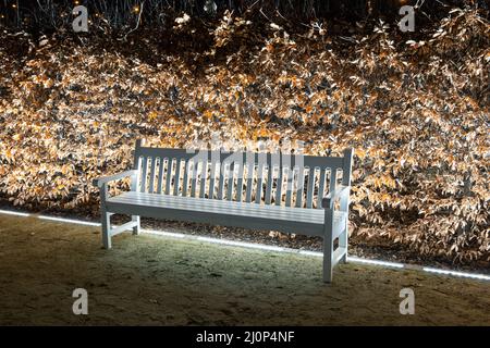 Illuminated single white wooden bench against dry leaves of hedge in winter season in the gardens of the Royal Castle in Warsaw, Poland. Stock Photo