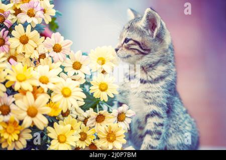 Cute little kitten with a bouquet of yellow chrysanthemum flowers Stock Photo