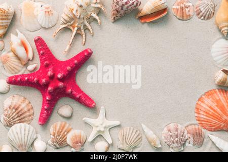 Composition of exotic sea shells and starfish. Space for text Stock Photo
