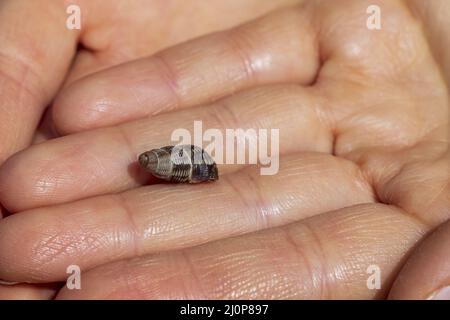 Small shell in hand in Mallorca. Stock Photo