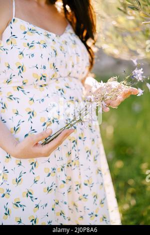Pregnant woman holds wildflowers in her hands. Close-up Stock Photo
