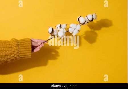 Female hand holding a twig with cotton flowers on a yellow background Stock Photo