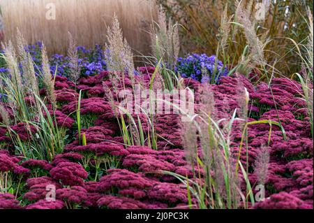 Calamagrostis brachytricha, hylotelephium Herbstfreude, Crassulaceae, Poaceae. Colourful autumn planting, with grasses adding structure. Stock Photo