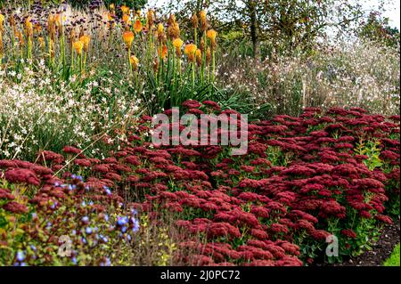 Hylotelephium Herbstfreude, hylotelephium spectabile, Sedum Herbstfreude  Group,Poaceae. Colourful autumn border. Colorful fall border. Stock Photo