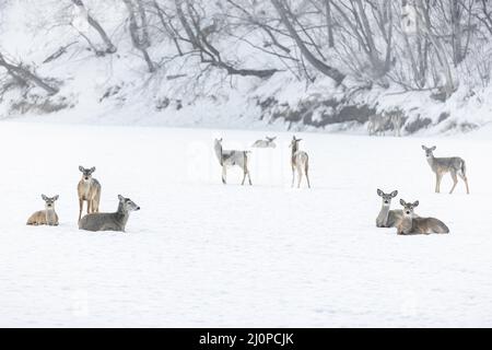 White-tailed deer gathering on the frozen Assiniboine River, Winnipeg, Manitoba, Canada. Stock Photo