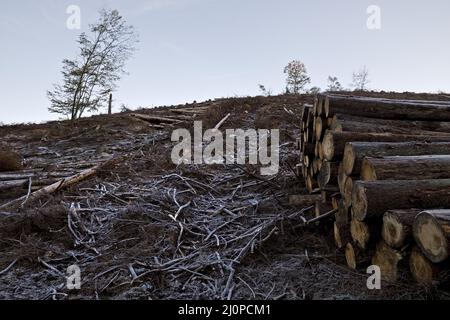 Deforested forest landscape covered with hoar frost, Grimminghausen, Plettenberg, Germany, Europe Stock Photo