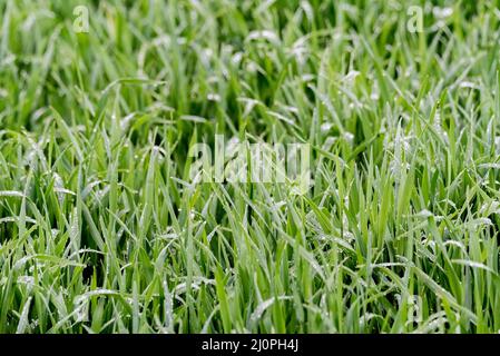 Emerging green grain. Saturated green grass leaves with drops of morning dew. Stock Photo