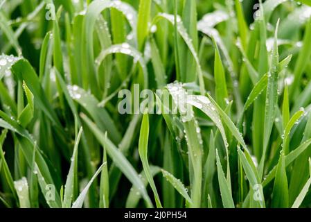 Emerging green grain. Saturated green grass leaves with drops of morning dew. Stock Photo