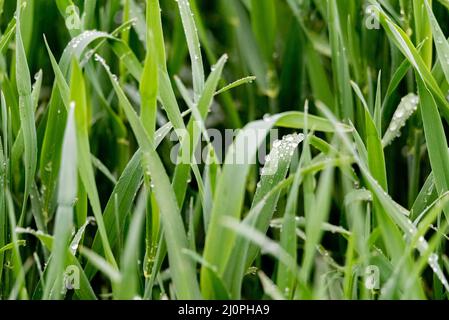 Emerging green grain. Saturated green grass leaves with drops of morning dew. Stock Photo