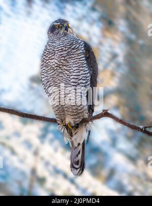 Northern eagle - mousetrap Stock Photo
