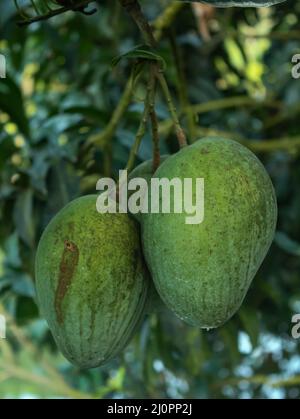 green mangos hanging in the tree in rajshahi ,bangladesh Stock Photo