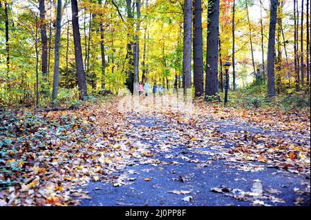 Four children start down a path strewn with leaves.  Autumn color fills Tennessee woods on this early morning.  Children are holding hands. Stock Photo