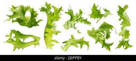 Falling frize salad leaves isolated on white background Stock Photo