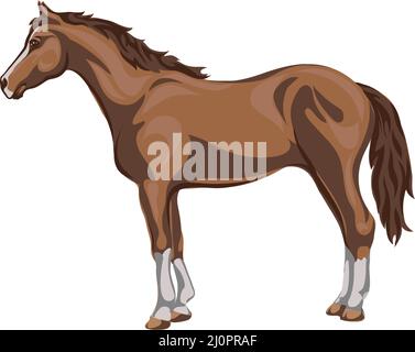 Horse, image of a standing horse, portrait of a horse for a logo in brown tones Stock Vector
