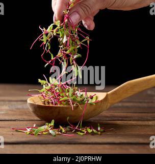 Fresh beet sprouts in a wooden spoon on the table and a female hand. Microgreen for salad, detox Stock Photo