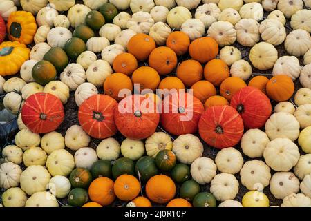 Different types of gourds side by side Stock Photo