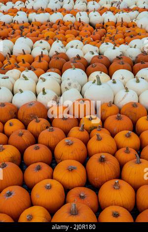 Orange and white pumpkin varieties freshly harvested Stock Photo