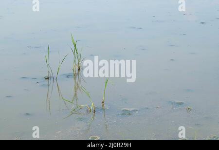 Rice Plants After Harvesting Season on The Paddy Filed. Stock Photo