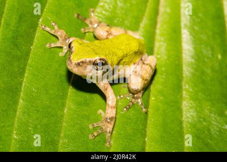 Gray Tree Frog - Hyla versicolor Stock Photo