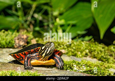 Eastern Painted Turtle - Chrysemys picta picta Stock Photo