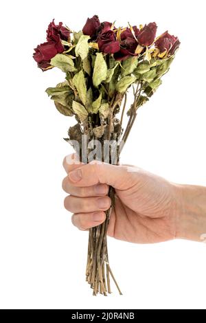 Hand holding dried red rose flowers Stock Photo