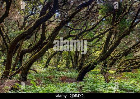 Rain forest in Garajonay national park on La Gomera Canary Island Stock Photo