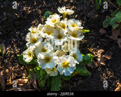 Primula vulgaris, the common primrose, is a species of flowering plant in the family Primulaceae, native to western and southern Europe, N.West Africa Stock Photo