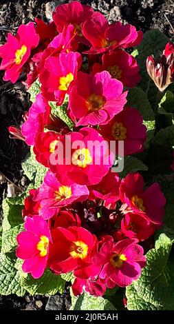 Primula vulgaris, the common primrose, is a species of flowering plant in the family Primulaceae, native to western and southern Europe, N.West Africa Stock Photo