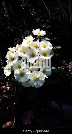 Primula vulgaris, the common primrose, is a species of flowering plant in the family Primulaceae, native to western and southern Europe, N.West Africa Stock Photo