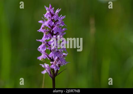 Common Spotted Orchid, Dactylorhiza maculata, wildflower, Schwäbische Alb Stock Photo