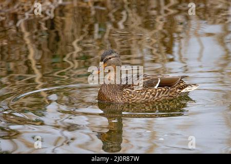 Beautiful view of a female Shoveler duck swimming in the water Stock Photo