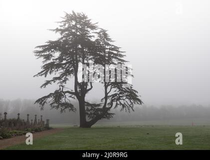 Cedar of Lebanon tree in the gardens of Ashton Court house in morning mist - Bristol UK Stock Photo