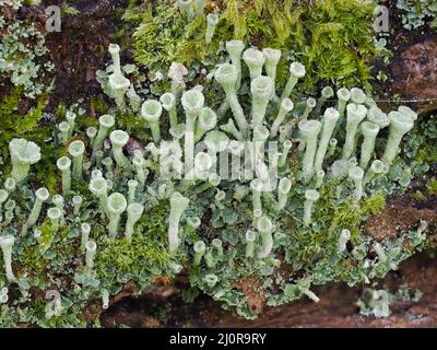 Powdered Trumpet Lichen Cladonia fimbriata growing on a mossy log in Somerset UK Stock Photo