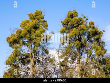 Heavy infestation of Mistletoe Viscum album on top branches of beech trees in Somerset UK giving the tree the appearance of being in leaf in winter Stock Photo