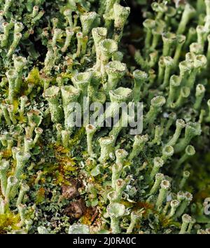 Powdered Trumpet Lichen Cladonia fimbriata growing on a mossy log in Somerset UK Stock Photo