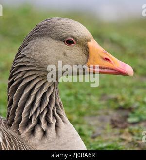 Head and nape portrait of Greylag Goose Anser anser with characteristic 'toothed' bill at Slimbridge Wildfowl and Wetlands Centre Gloucestershire UK Stock Photo