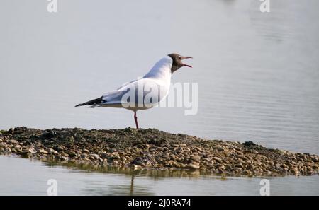 Black headed gull Croicocephalus ridibundus calling from a lake in Gloucestershire UK Stock Photo