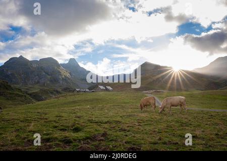 a farm at the foot of a mountain in the French Pyrenees, with a path leading to it, two cows grazing on one side and the sun setting between the mount Stock Photo