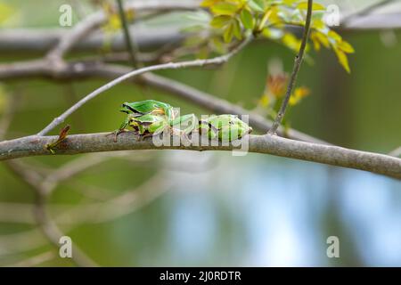 Green tree frog - Hyla arborea climbs a tree twig. He climbs the second tree frog. There are three tree frogs on the branch. Stock Photo