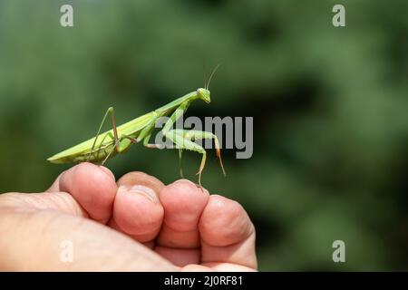 Mantis - Mantis religiosa green animal sitting on human hand. Stock Photo