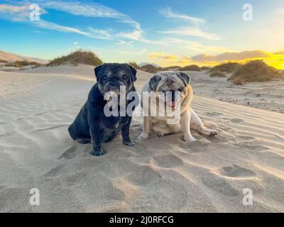 Couple of old pugs dogs sitting on the dunes desert sand for a lovely adorable portrait of animals. Sunset and blue sky in background. Outdoor leisure Stock Photo