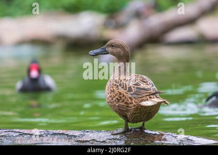 The duck stands on a wooden log that leads just above the water Stock Photo