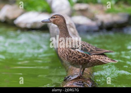 The duck stands on a wooden log that leads just above the water Stock Photo