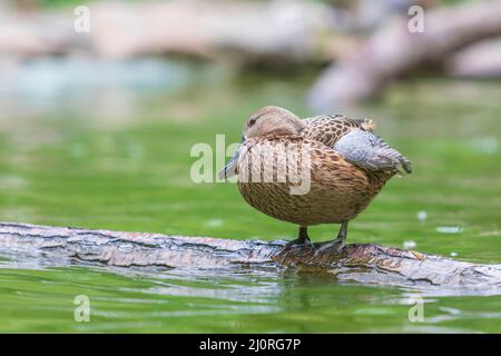 The duck stands on a wooden log that leads just above the water Stock Photo