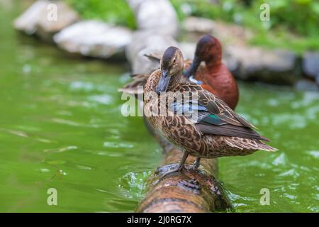 The duck stands on a wooden log that leads just above the water Stock Photo